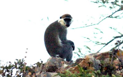 Grivet´s Monkey. Photo Stefan © Lithner