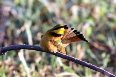Little Bee-eater. Photo Stefan © Lithner