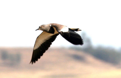 Black-winged Lapwing. Photo Stefan © Lithner