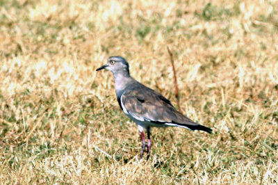 Black-winged Lapwing. Photo Stefan © Lithner