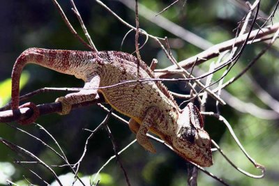 027 oustality chameleon (Furcifer oustaleti)  Ankarafantsika 081026 S. Lithner.jpg