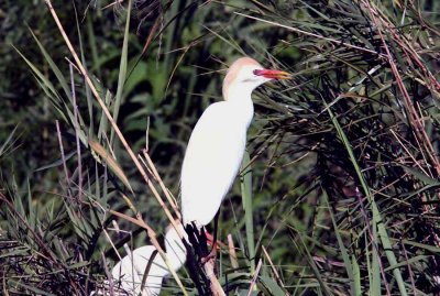 029 cattle egret Ankarafantsika 081027 S. Lithner