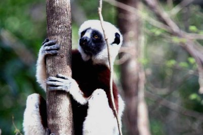 045 Coquerels sifaka Ankarafantsika 081027 S. Lithner