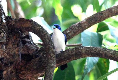 054 Madagascar blue vanga Ankarafantsika 081027 S. Lithner