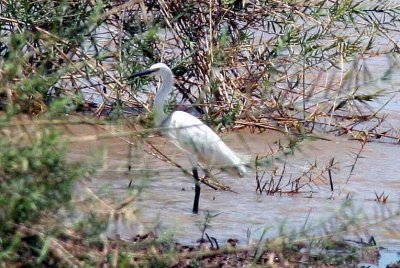 059 dimorphic egret 081027 S. Lithner.jpg
