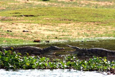 062 Nile chrocodile Ankarafantsika 081027 S. Lithner