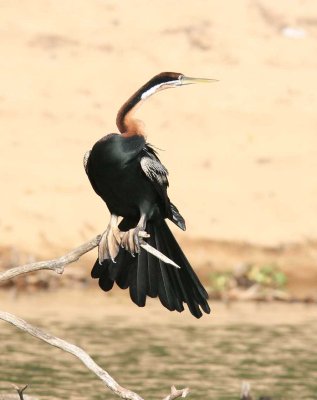 063 African darter Ankarafantsika 081027 S. Lithner
