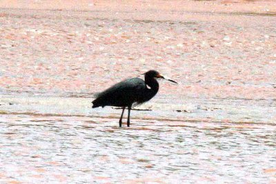 075 dimorphic egret Betsiboka Rivermouth 081028 S. Lithner