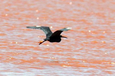 079 dimorphic egret Betsiboka Rivermouth 081028 S. Lithner