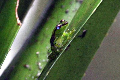 089 Tsarafidy Madagascar frog (Guibematis pulcher) Ranomafan 081030 S. Lithner