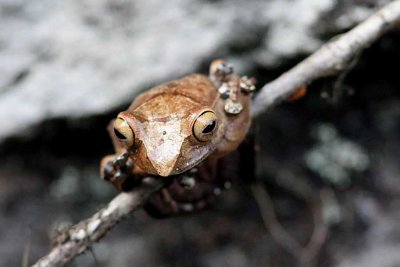 094 Madagascar jumping frog (Aglyptodactylus madagascariensis) Ranomafana 081030 S. Lithner