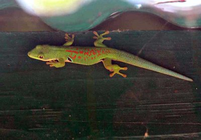 103 greenish day-gecko (Phelsuma quadriocellata cf quadriocellata) Ranomafana 081031 S. Lithner