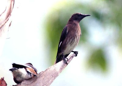 112 Madagascar starling nale + female Ranomafana 081101 S. Lithner