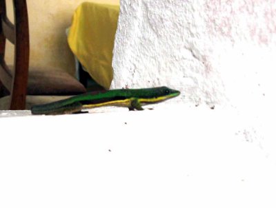 116 lined day-gecko (Phelsuma lineata) Ranomafana 081102 S. Lithner