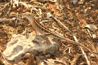 137 three-eyed goanna-lizard (Chalaradon madagascariensis) Toliara by Table-land 081103 S. Lithner