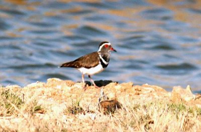 152 three-banded plover Ifaty 081105 S. Lithner