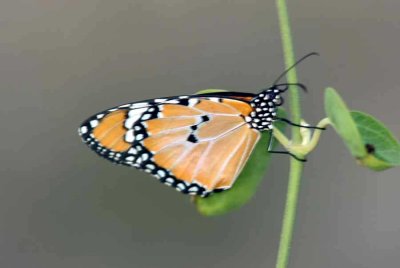 163 butterfly (Danaidae Gen.) Ifaty 081106 S. Lithner