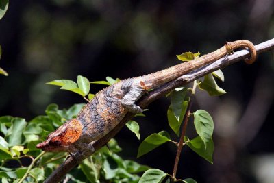 181 malthe chameleon (Calumma malthe)  Perinet Bakuna Lodge 081111 S. Lithner
