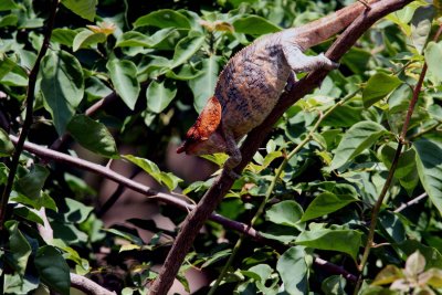 182 malthe chameleon (Calumma malthe) Perinet Bakuna Lodge 081111 S Lithner