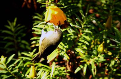197 Reunion olive white-eye Reunion; La Roche Ecrite Nat Pk 081114 S. Lithner