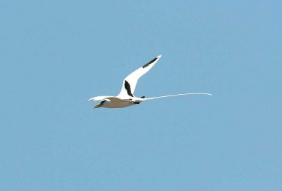 205 white-tailed tropicbird Mauritius 081115 S. Lithner