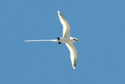 207 white-tailed tropicbird Mauritius 081115 S. Lithner