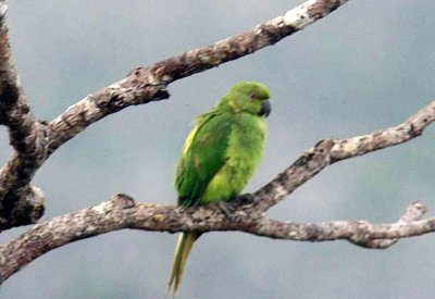 209 Mauritius parakeet female Black River Gorge Nat Res 081116 S. Lithner