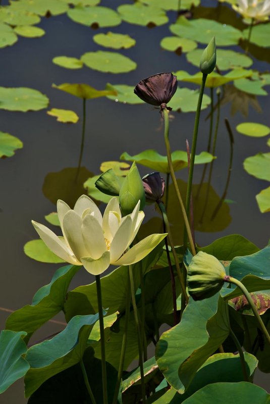 Lotus