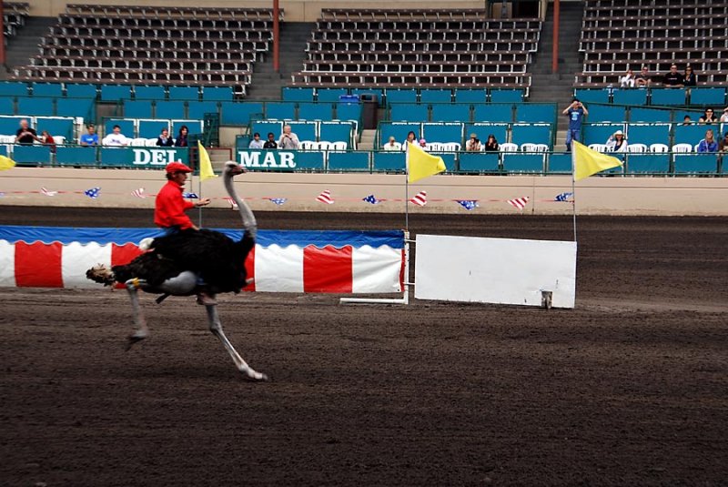 Ostrich races