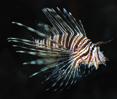 Lionfish - D80 camera