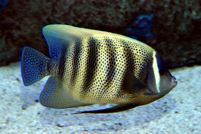 sixbanded angelfish