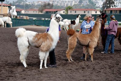 Llama competition