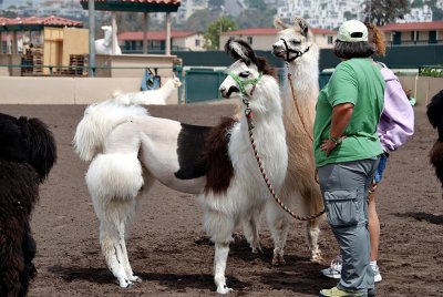 Llama competition