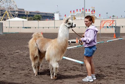 Llama competition