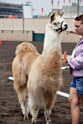 Llama competition