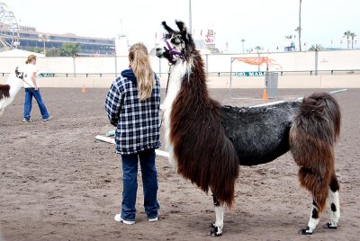 Llama competition