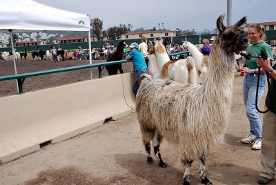 Llama competition