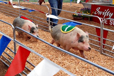 The pig races