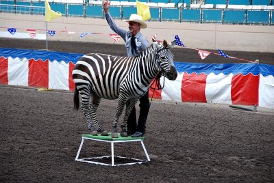 Performing Zebra