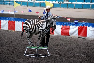 Performing Zebra