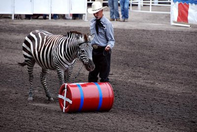 Performing Zebra
