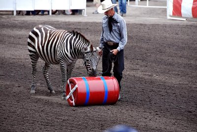 Performing Zebra