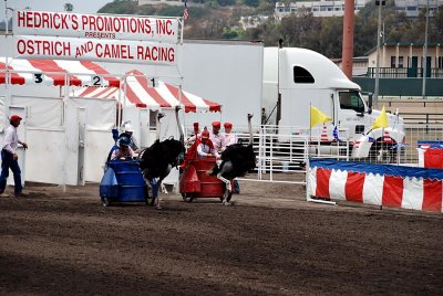 Ostrich races