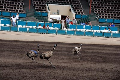 Emu races