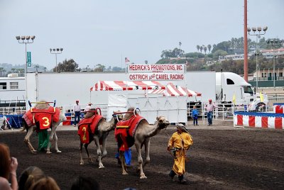 Camel races