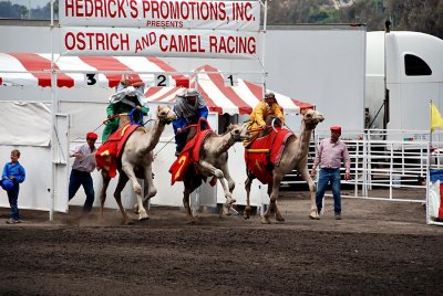 Camel races