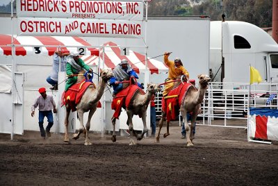 Camel races