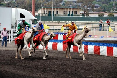 Camel races