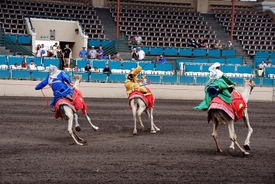 Camel races