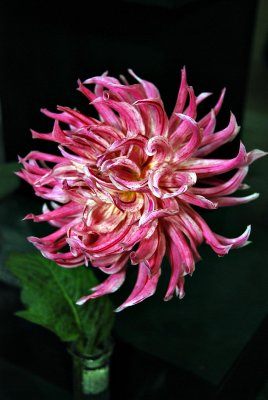 Dahlia